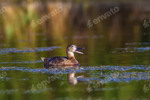 Preview: Duck