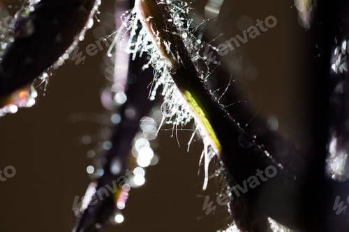 Preview: Abstract, Macro Composition With Leaves And Water Drops