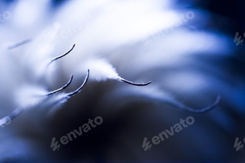 Abstract Macro of Delicate Filament with Soft Focus