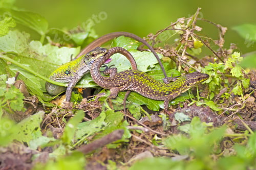 Preview: Lizards. Green Forest Background. Molting Lizards.