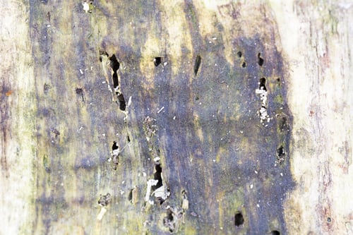 Preview: Remains Of An Old Tree Trunk Without Bark Tree Eaten By Wood Worms With Worm Traces