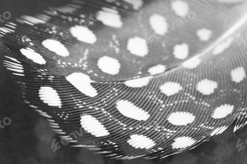 Preview: Guinea Hen Feather With Dark Background