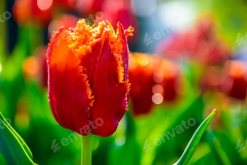 Preview: Red Tulip On Blurred Background Of Green Garden Bokeh