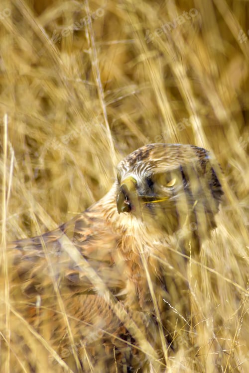 Preview: Buzzard. Natural Background.