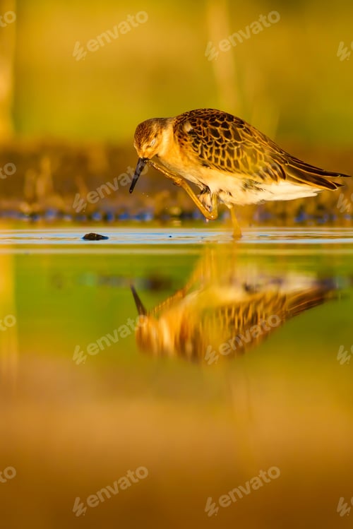Preview: Cute Bird. Nature Background.