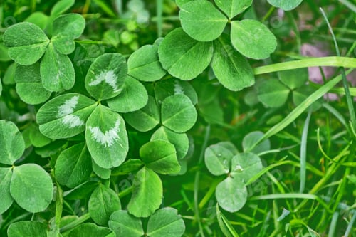 Preview: Green Clover Leaves On A Background Summer Landscape