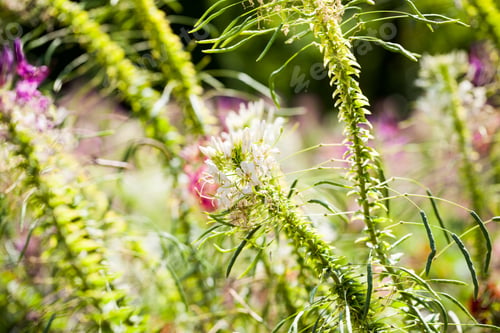 Preview: Plants And Flowers In Botanical Garden In Balchik, Bulgaria