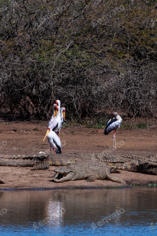 Preview: Nile Crocodiles And Yellow Billed Storks In The Kruger National Park, South Africa