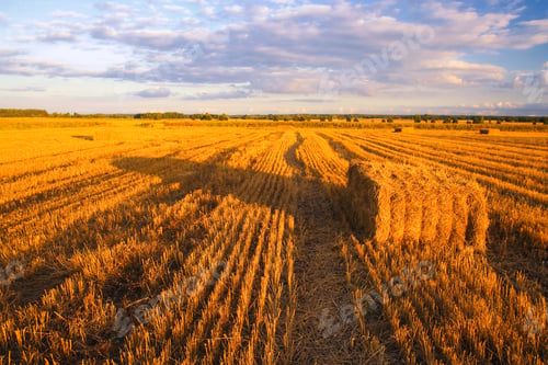 Preview: Summer Landscape With Stubble Field And Cube Of Straw