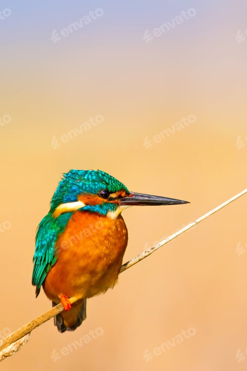 Preview: Cute Bird Kingfisher. Yellow Nature Background. Common Kingfisher Alcedo Atthis