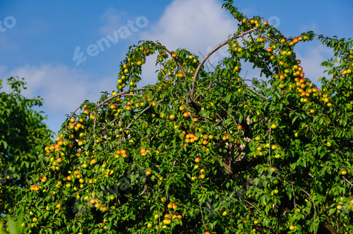Preview: Plum Tree Branches With Ripe Fruits Against Blue Sky Background, Armenia