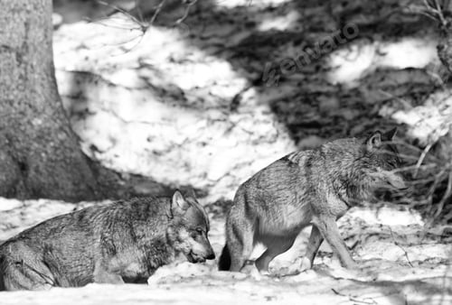Preview: Wolves In The Bavarian Forest National Park, Bavaria, Germany