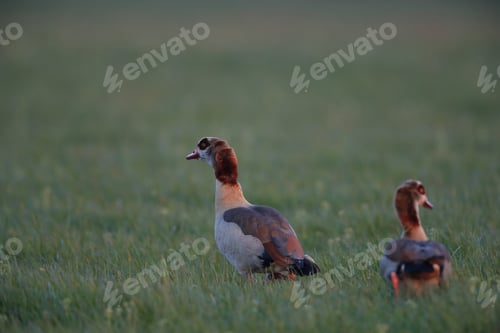 Preview: Egyptian Goose , Alopochen Aegyptiaca, Texel, Netherlands