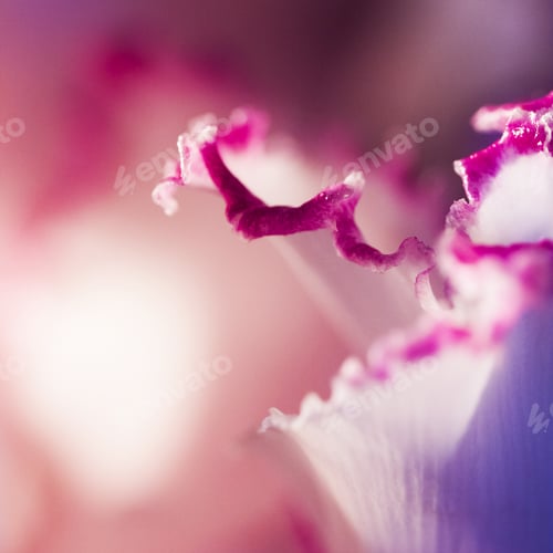 Preview: Abstract, Macro Shot Of Cyclamen Petals. Image Has Grain Texture Visible On Its Maximum Size