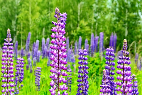 Preview: Summer Landscape With Beautiful Bright Lupine Flowers