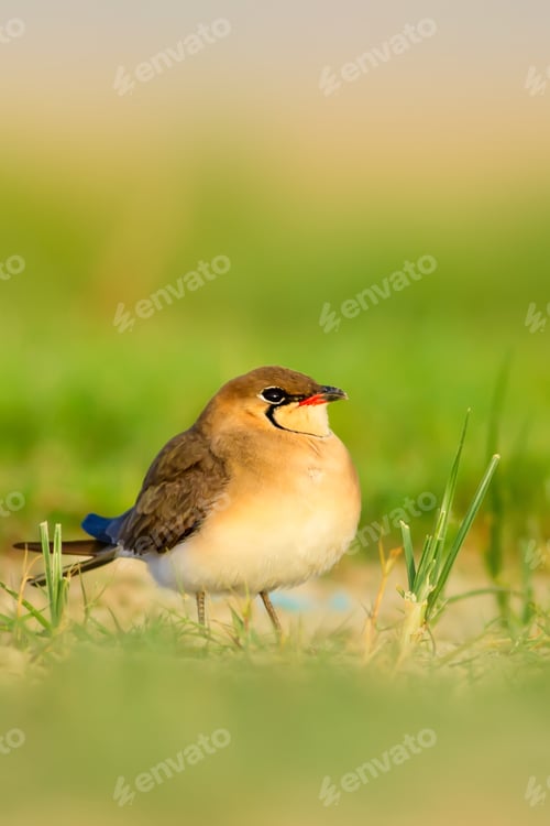 Preview: Cute Bird. Collared Pratincole. Glareola Pratincola