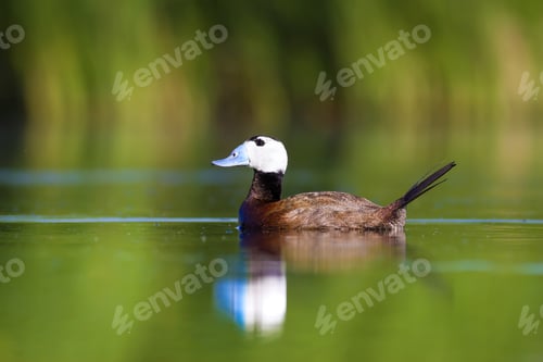 Preview: Swimming Duck. Cute Animals. Colorful Nature Background. Duck: White Headed Duck. Oxyura