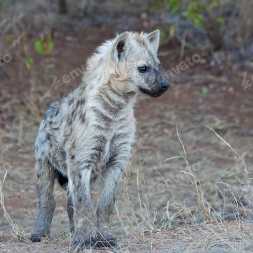 Preview: Spotted Hyena In Kruger National Park, South Africa