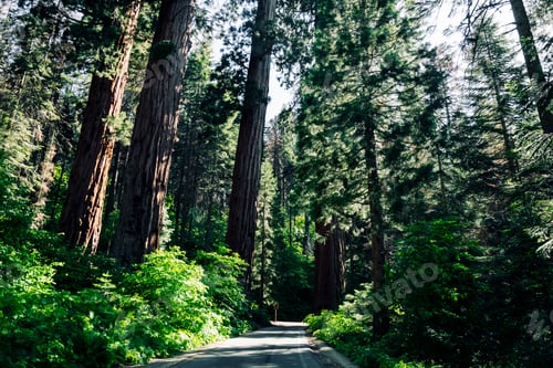 Preview: Road In Sequoia National Park, California