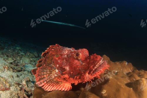 Preview: Scorpionfish Stonefish Fish
