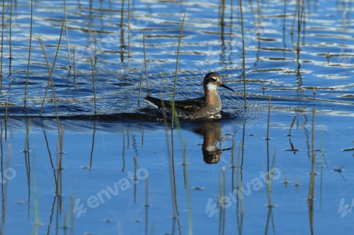 Preview: Red-Necked Phalarope (Phalaropus Lobatus) Iceland