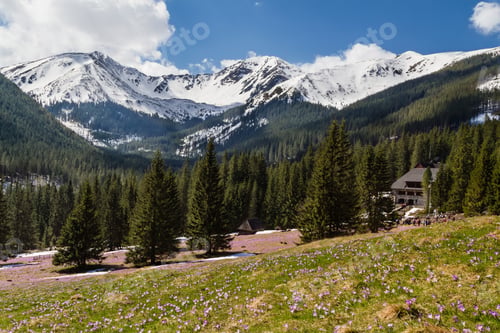 Preview: Blooming Crocuses In Chocholowska Valley In West Tatras, Poland