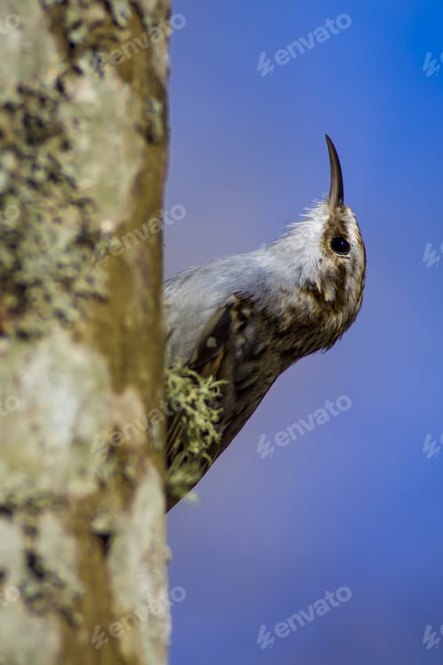 Preview: Amazing Bird Short Toed Treecreeper. Bird Climbs. Blue Nature Background. Certhia Brachydactyla