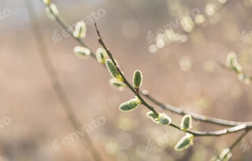 Preview: Blooming Willow In Springtime. Natural Blooming Tree Background