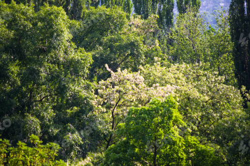 Preview: Spring City Park