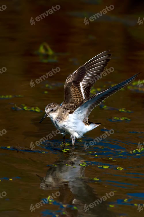 Preview: Water Bird. Nature Background.