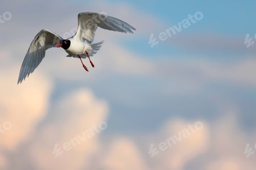 Preview: White Gulls. Blue Green Nature Background. Bird: Mediterranean Gull. Ichthyaetus Melanocephalus.
