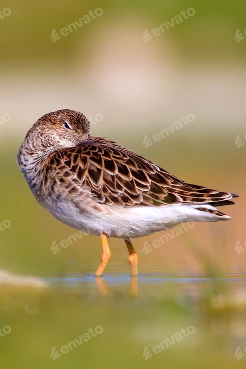 Preview: Cute Water Bird Is Sleeping. Natural Wetland Background. Common Water Bird: Ruff. Philomachus