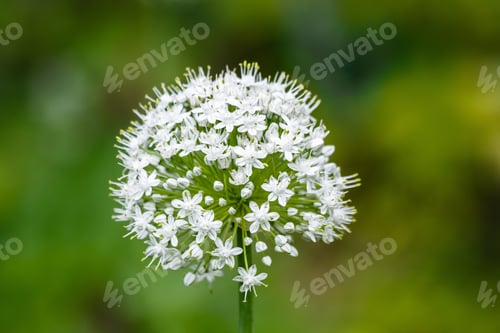 Preview: Blooming Ornamental Onions Or Garlic In The Garden, Natural Background, Growing Bulbous Plants, One