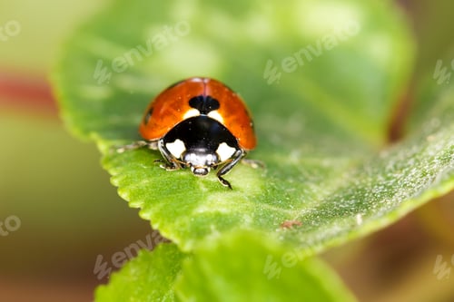 Preview: Cute Red Ladybird. Green Red Nature Background. Macro Photography.