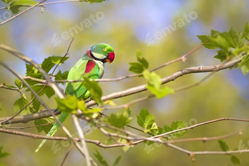 Preview: Green Red Parakeet. Natural Background. Alexandrine Parakeet. Psittacula Eupatria. İstanbul Turkiye.