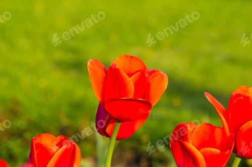 Preview: Colorful Tulips In Early Spring In The Garden