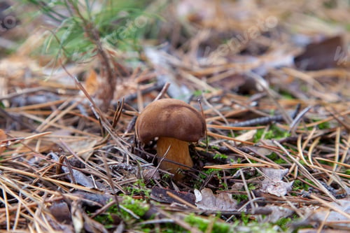 Preview: Edible Wild Mushroom With Chestnut Color Cap In An Autumn Pine Forest. Bay Bolete Known As Imleria