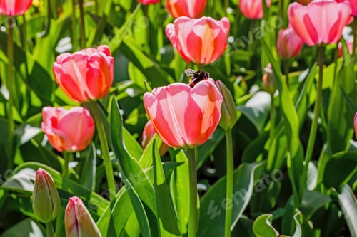 Preview: Pink Flowers Tulips. Blooming Tulips In The Spring Garden. Tulips Early-Flowering Bulbous Plants