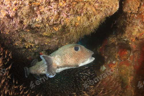 Preview: Porcupinefish And Glassfish