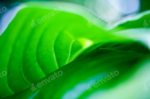 Preview: Green, Abstract Composition With Leaf Texture And Soft Focus