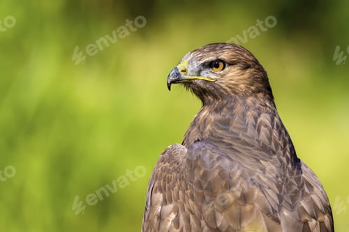 Preview: Bird Of Prey. Green Nature Background. Bird: Long Legged Buzzard. Buteo Rufinus.