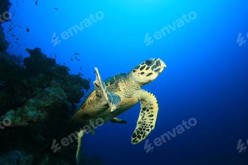 Preview: Hawksbill Sea Turtle (Eretmochelys Imbricata)