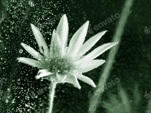 Preview: Abstract Underwater Composition With Dried Flower, Bubbles And Light