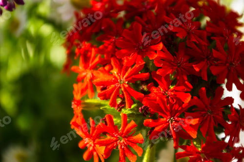 Preview: A Bouquet Of Bright Spring Flowers Of Various Types