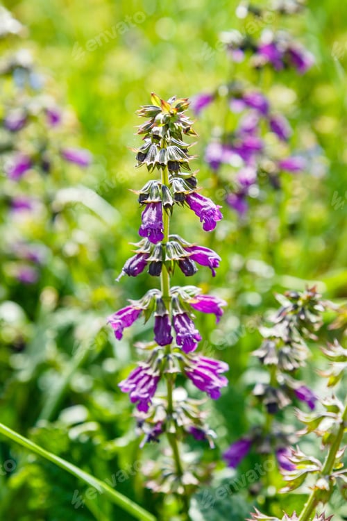 Preview: Purple Salvia Horminum On Green Flowerbed. Medicinal And Aromatic Plants In The Garden.