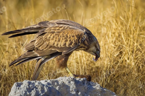 Preview: Bird Of Prey. Buzzard And Its Hunt Least Weasel. Yellow Nature Habitat Background. Bird: Long