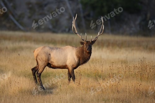 Preview: Elk (Wapiti), Cervus Elephas, Yellowstone National Park, Wyoming, United States