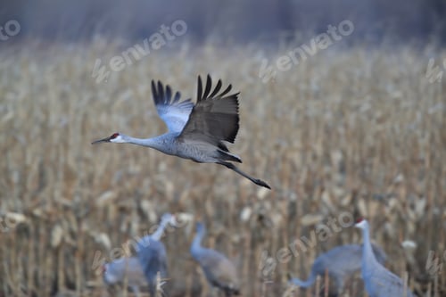 Preview: Sandhill Crane, New Mexico Usa