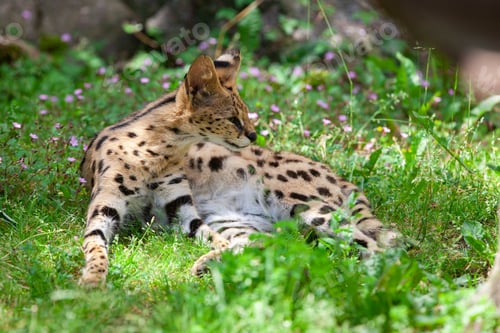Preview: Resting Serval (Leptailurus Serval) In The Grass