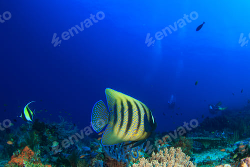 Preview: Scuba Dive Coral Reef With Fish